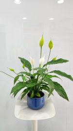 White Peace Lily Plant