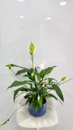 White Peace Lily Plant - Image 2