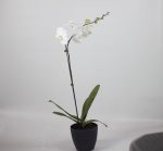 Elegant White Fresh Orchid Plant