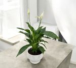 Peace Lily Plant