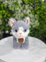 Misty Whisker Kitten 🐾